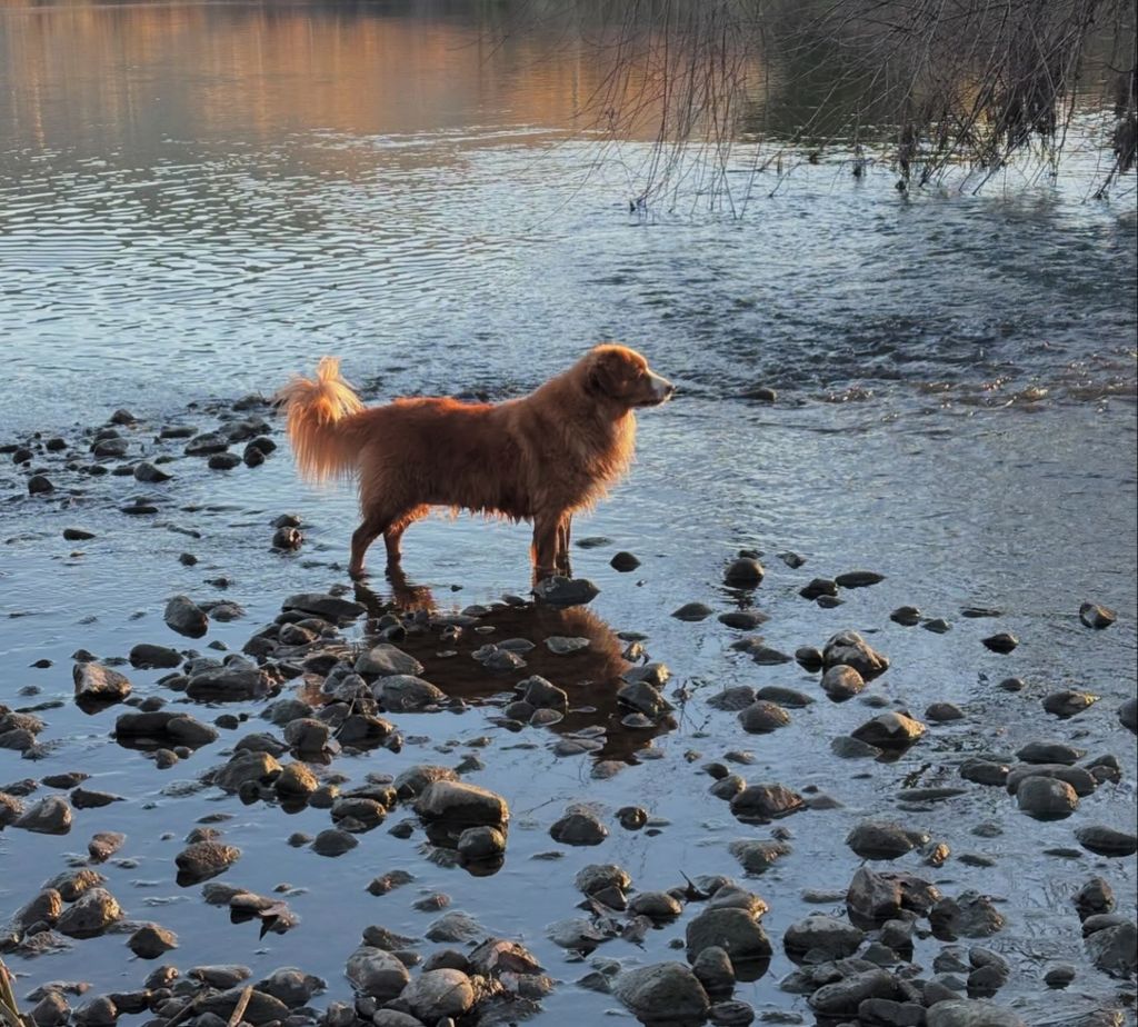Nova Scotia Duck Tolling Retriever - The Breed Archive