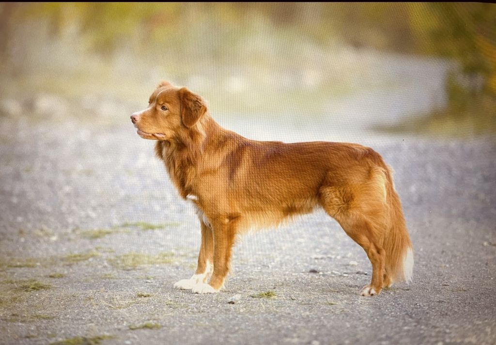 Nova Scotia Duck Tolling Retriever - The Breed Archive