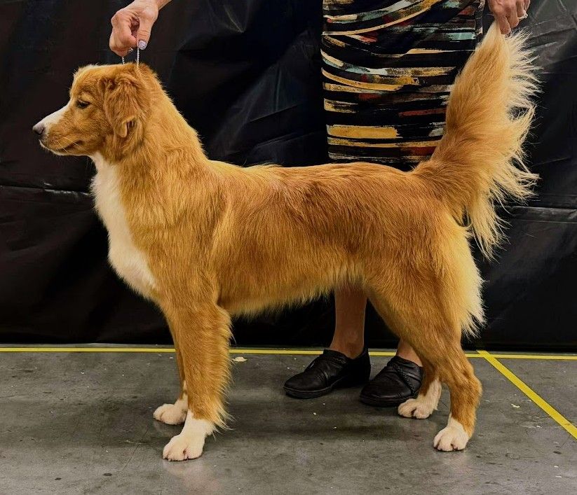 Nova Scotia Duck Tolling Retriever - The Breed Archive