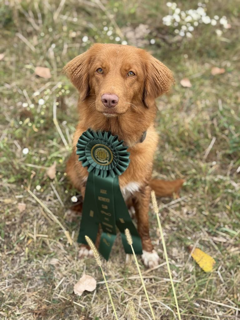 Nova Scotia Duck Tolling Retriever - The Breed Archive