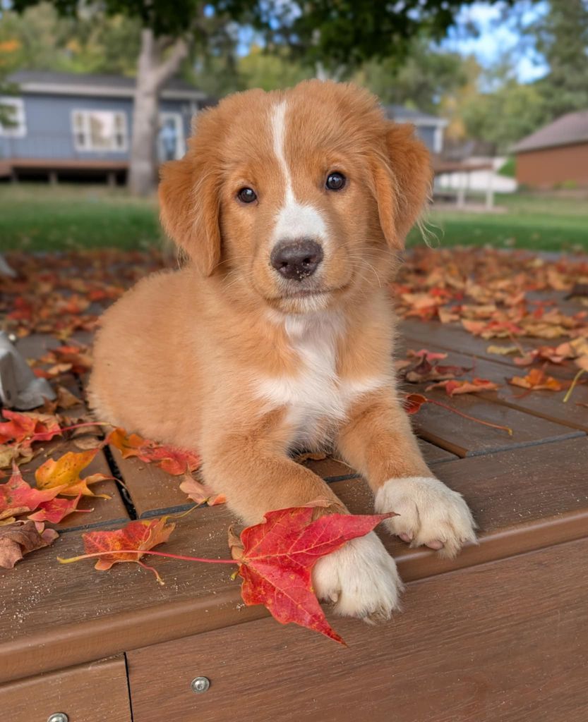 Nova Scotia Duck Tolling Retriever - The Breed Archive