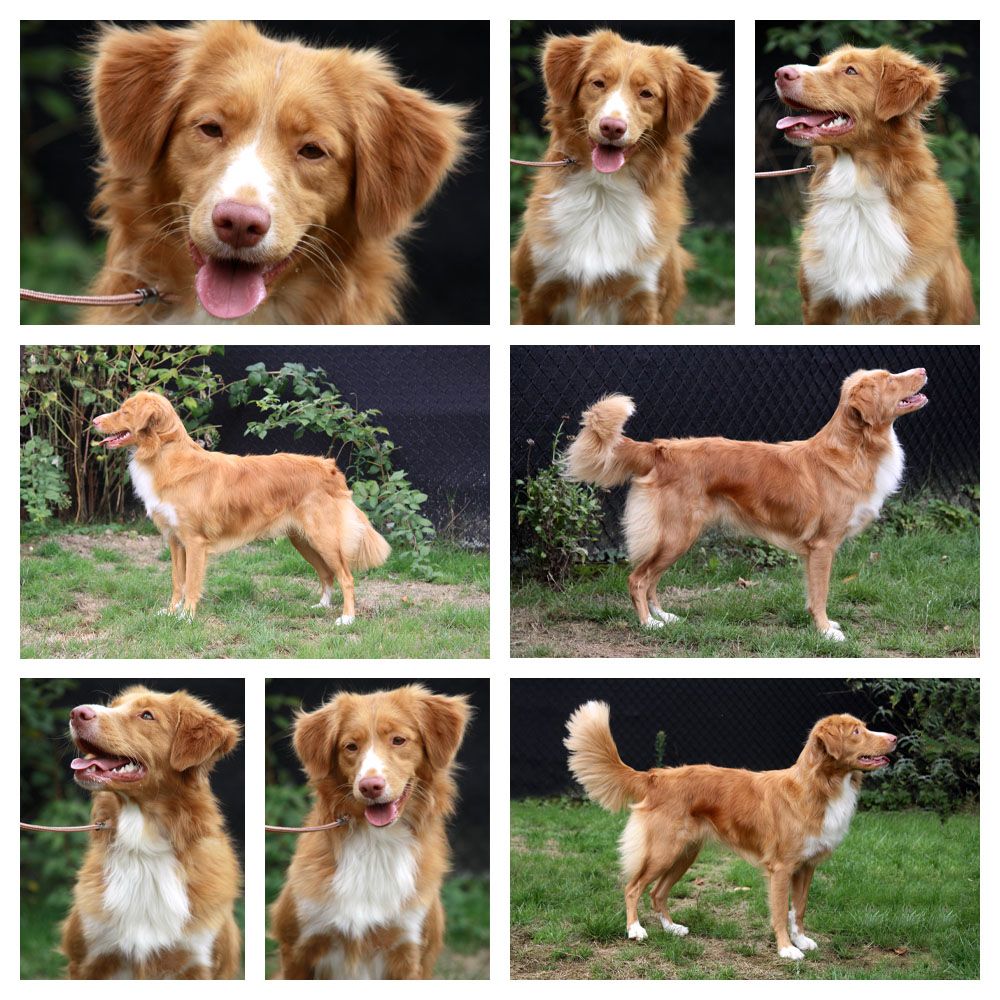 Nova Scotia Duck Tolling Retriever - The Breed Archive