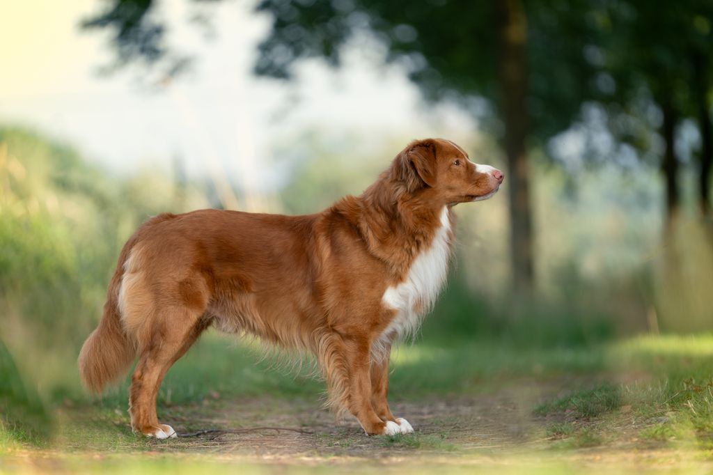 Nova Scotia Duck Tolling Retriever - The Breed Archive