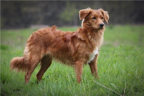 Nova Scotia Duck Tolling Retriever - The Breed Archive