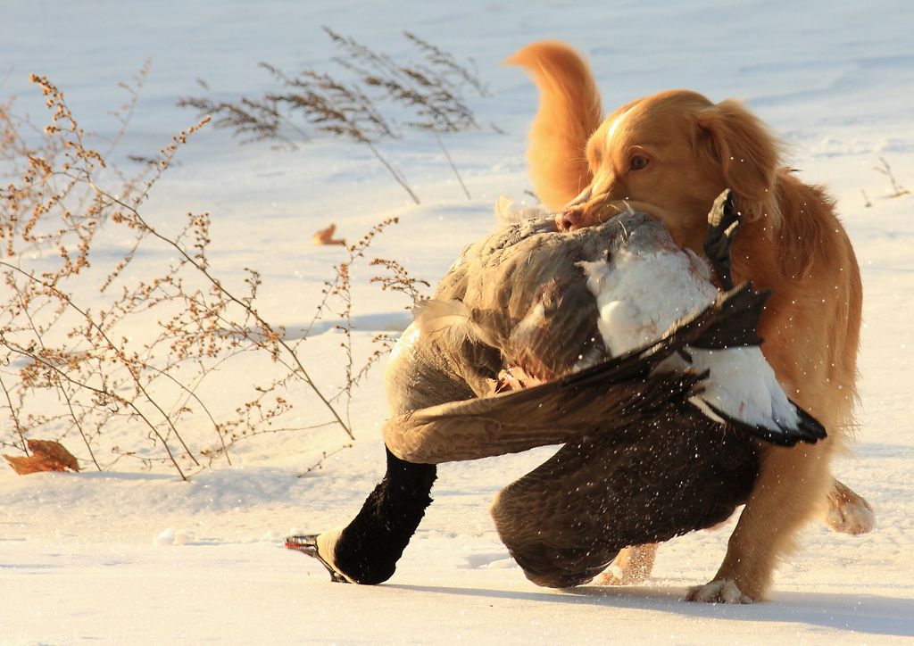 Nova Scotia Duck Tolling Retriever - The Breed Archive