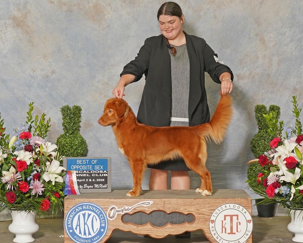 Nova Scotia Duck Tolling Retriever - The Breed Archive