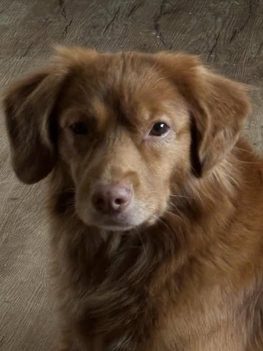 Nova Scotia Duck Tolling Retriever - The Breed Archive