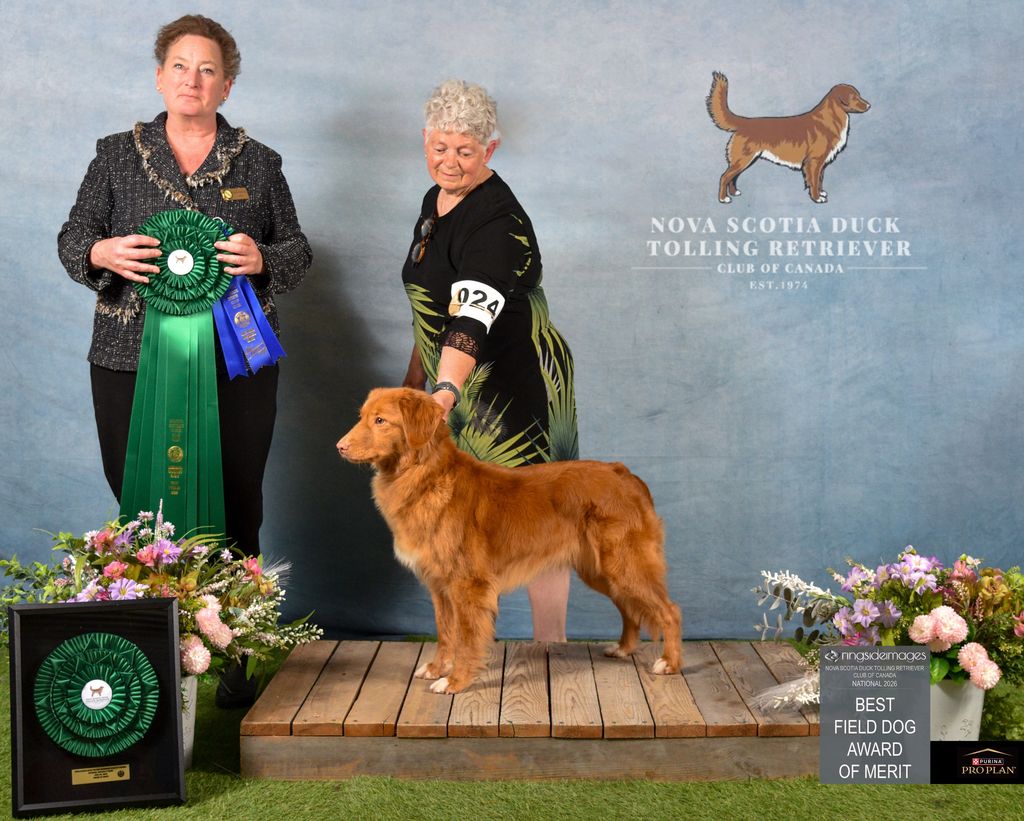 Nova Scotia Duck Tolling Retriever - The Breed Archive