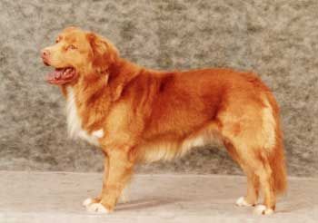 Nova Scotia Duck Tolling Retriever - The Breed Archive