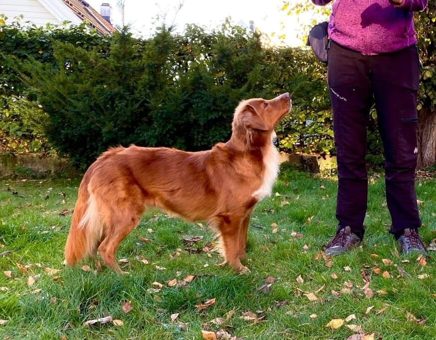 Nova Scotia Duck Tolling Retriever - The Breed Archive