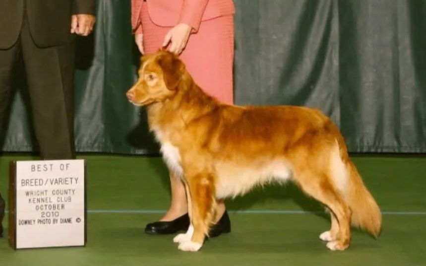 Nova Scotia Duck Tolling Retriever - The Breed Archive