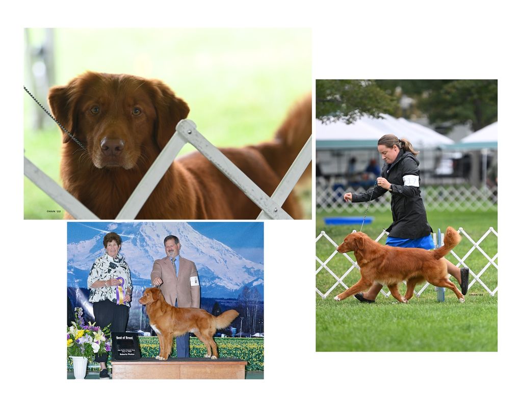 Nova Scotia Duck Tolling Retriever - The Breed Archive