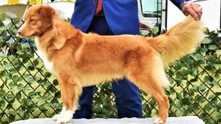 Nova Scotia Duck Tolling Retriever - The Breed Archive