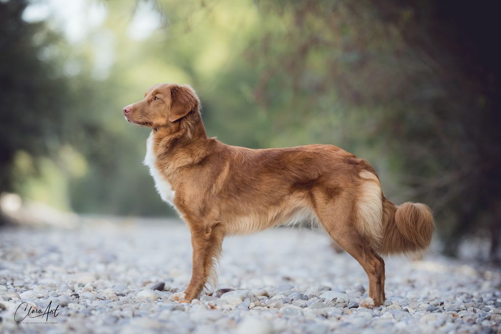 Nova Scotia Duck Tolling Retriever - The Breed Archive