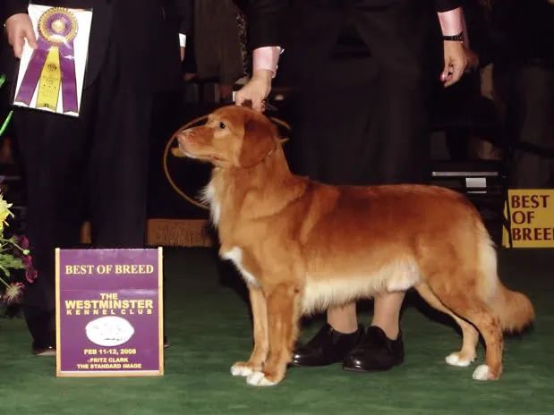 Nova Scotia Duck Tolling Retriever - The Breed Archive