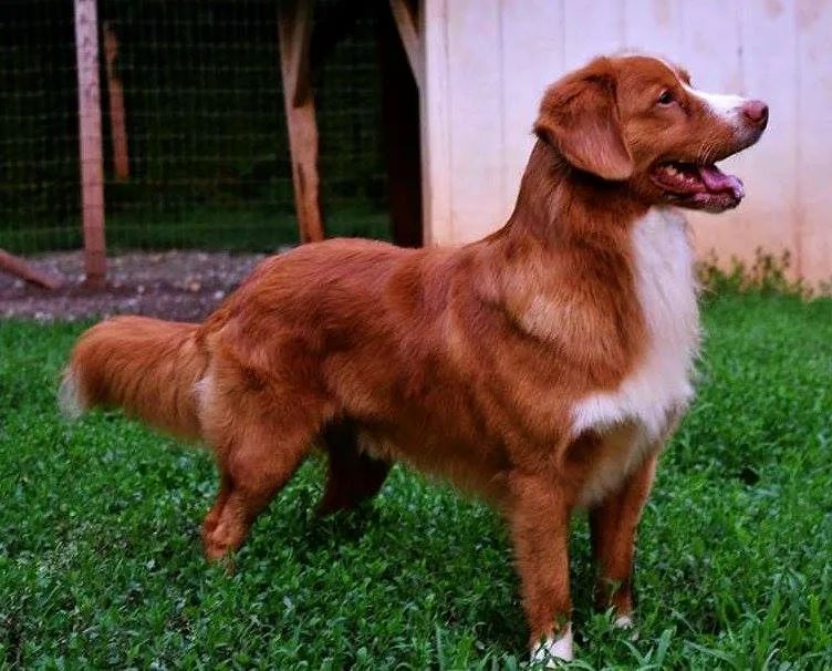 Nova Scotia Duck Tolling Retriever - The Breed Archive
