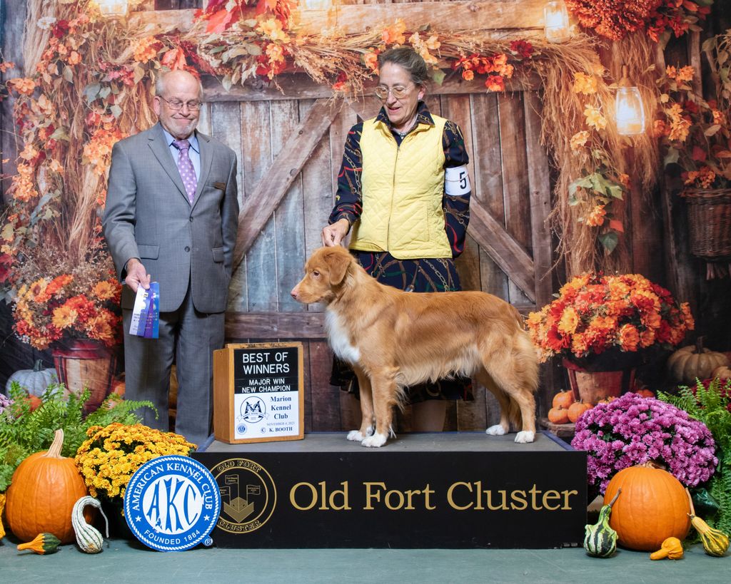 Nova Scotia Duck Tolling Retriever - The Breed Archive