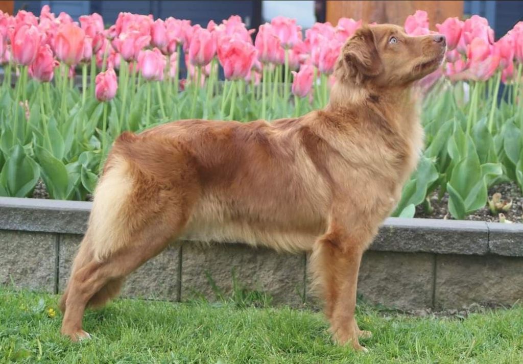 Nova Scotia Duck Tolling Retriever - The Breed Archive