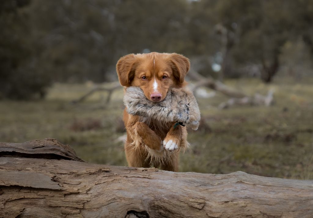 Nova Scotia Duck Tolling Retriever - The Breed Archive