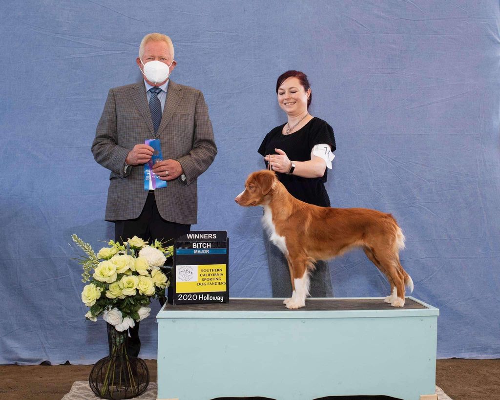 Nova Scotia Duck Tolling Retriever - The Breed Archive