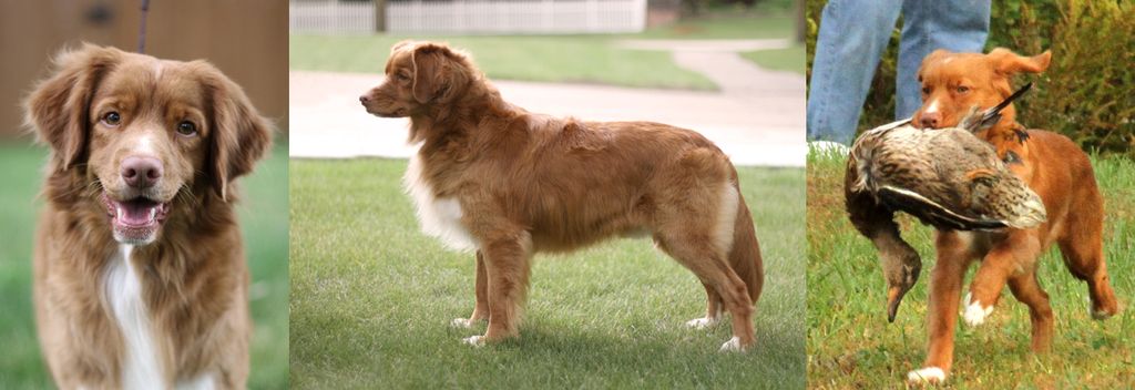 Nova Scotia Duck Tolling Retriever - The Breed Archive