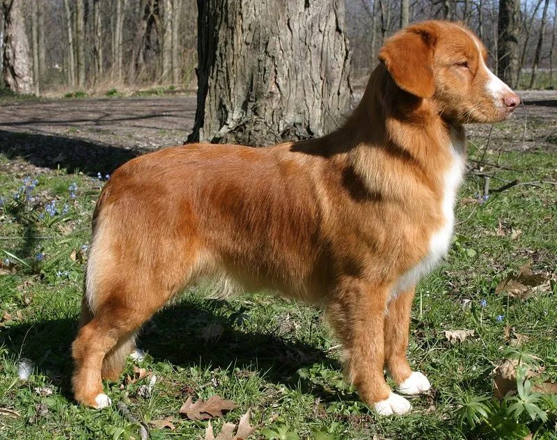 Nova Scotia Duck Tolling Retriever - The Breed Archive