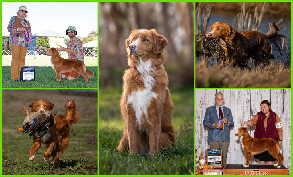 Nova Scotia Duck Tolling Retriever - The Breed Archive