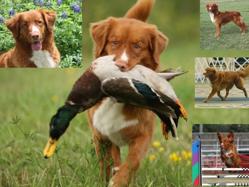 Nova Scotia Duck Tolling Retriever - The Breed Archive