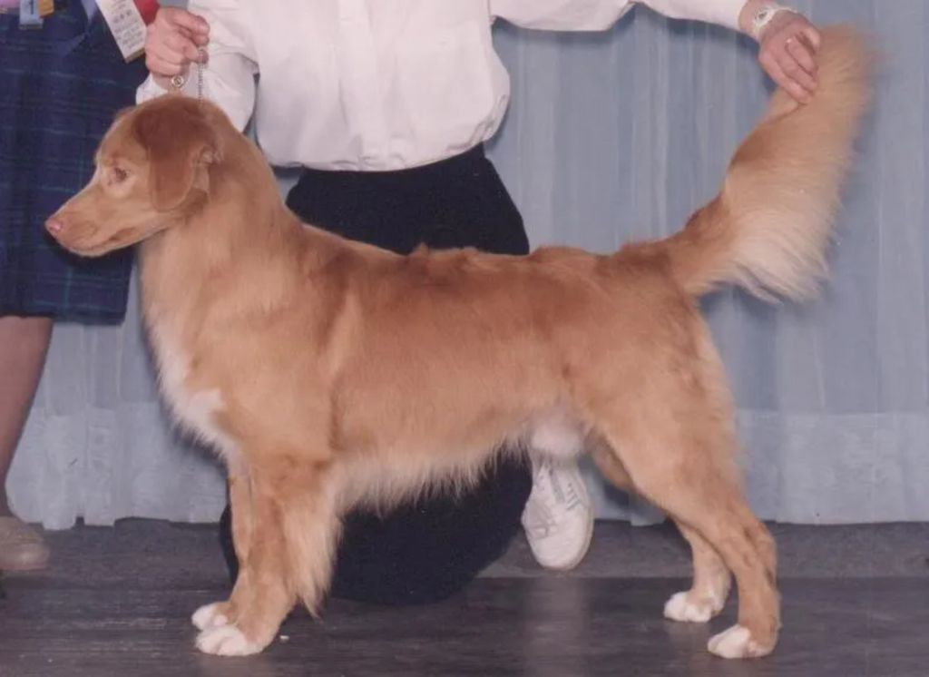 Nova Scotia Duck Tolling Retriever - The Breed Archive