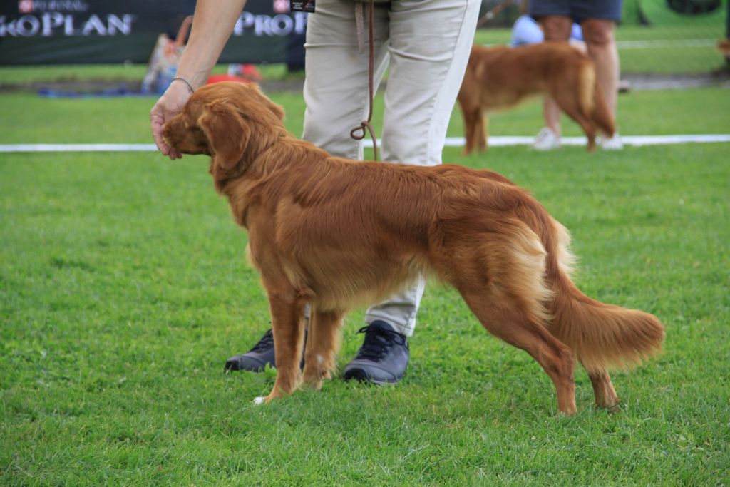 Nova Scotia Duck Tolling Retriever - The Breed Archive