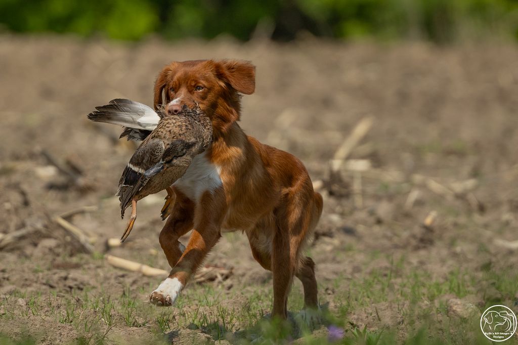 Nova Scotia Duck Tolling Retriever - The Breed Archive
