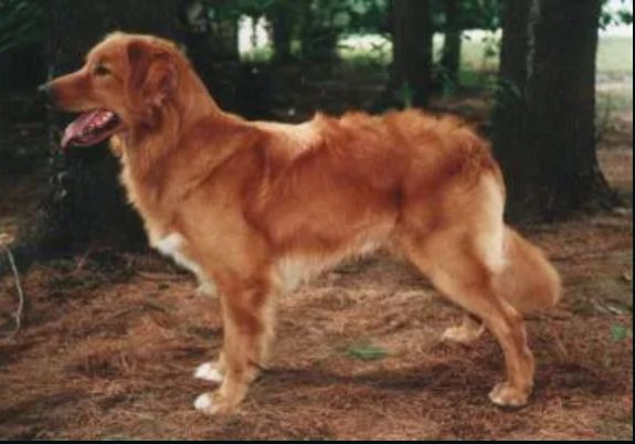 Nova Scotia Duck Tolling Retriever - The Breed Archive