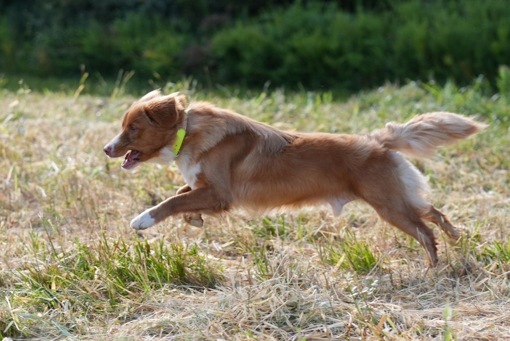 Nova Scotia Duck Tolling Retriever - The Breed Archive