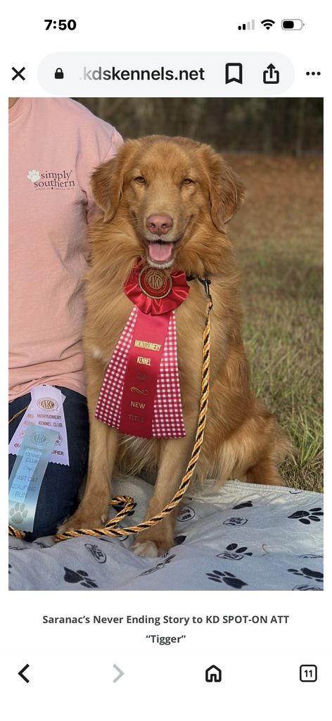 Nova Scotia Duck Tolling Retriever The Breed Archive nova-scotia-duck-tolling-retriever-the-breed-archive