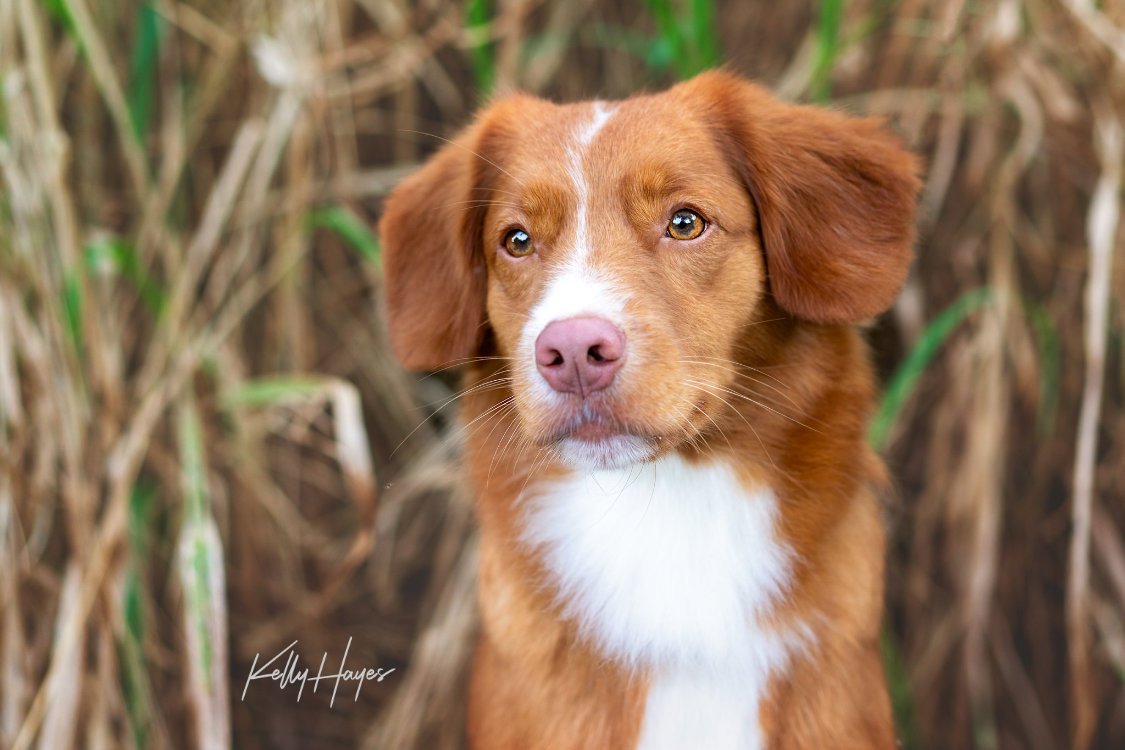 Nova scotia duck store tolling retriever akc